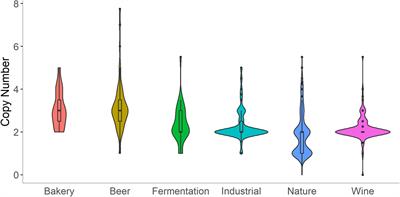 History and Domestication of Saccharomyces cerevisiae in Bread Baking